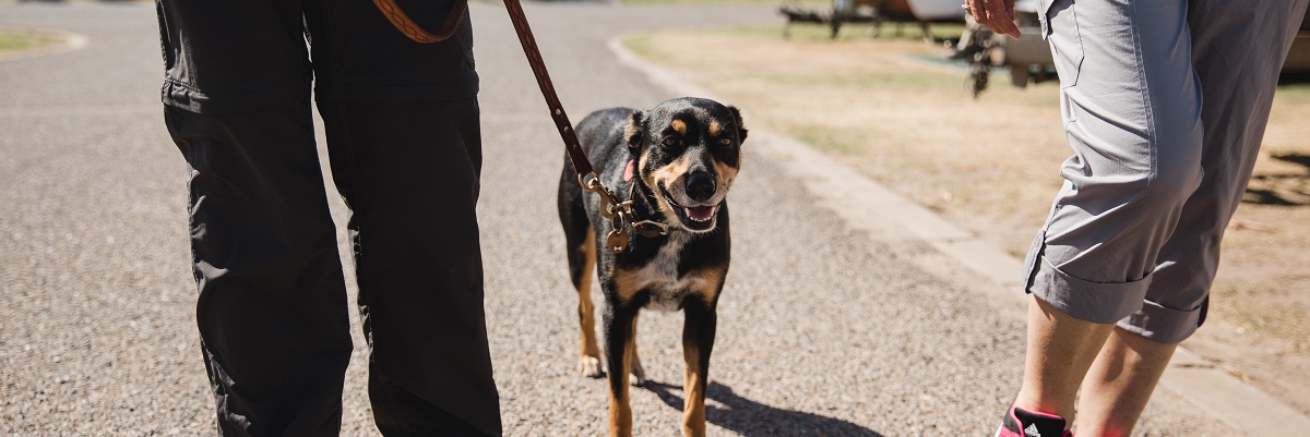 couple walking with small dog