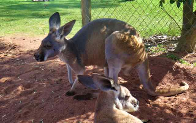 kangaroo in wildlife park