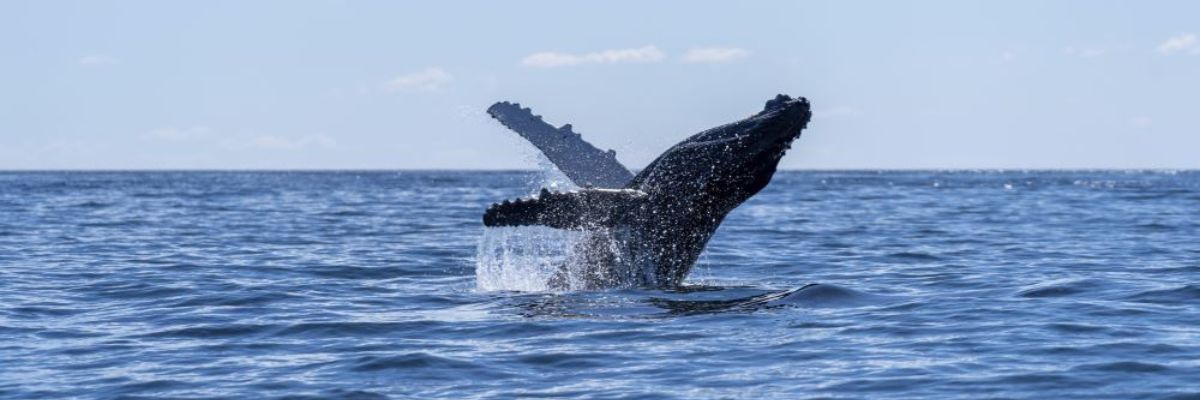 Whale watching around Australia: a complete guide