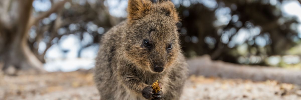 quokka eating 