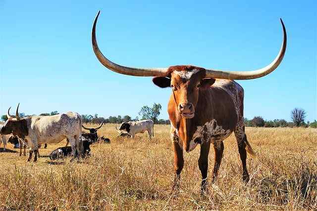 Long horn cow in paddock staring at camera