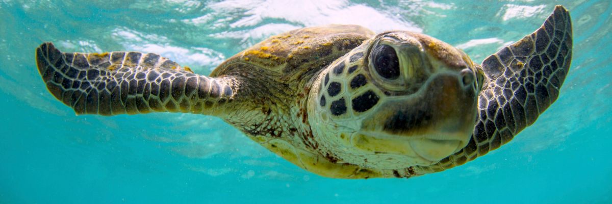turtle swimming in ocean