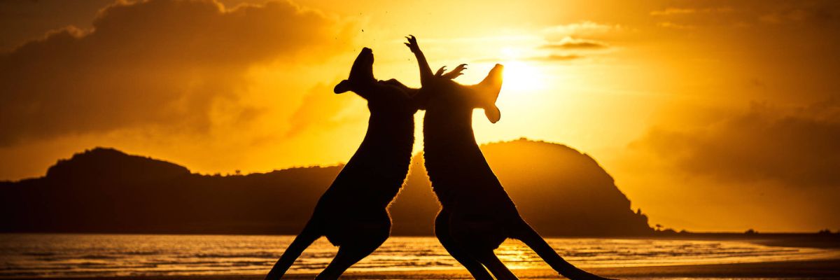 wallabies dance