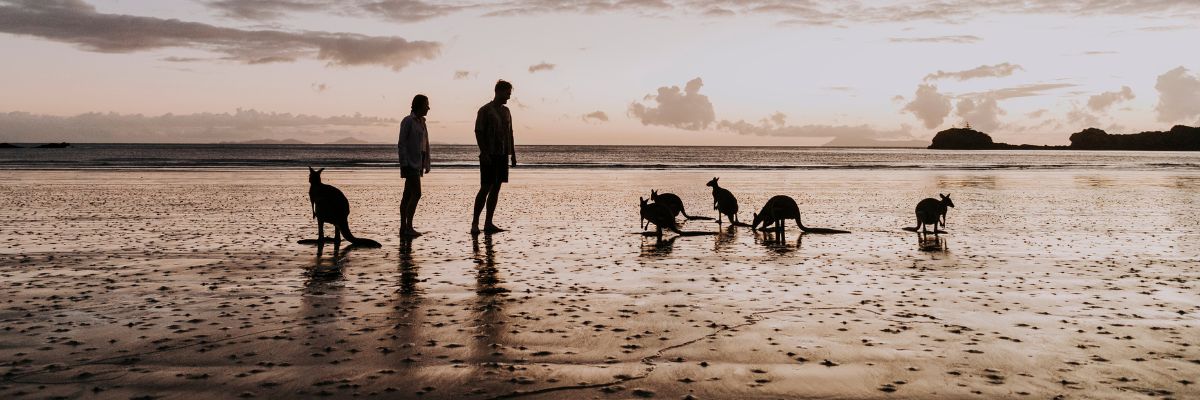 beach with kangaroos