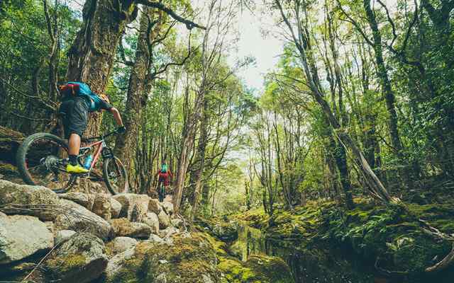 tasmania forrest 