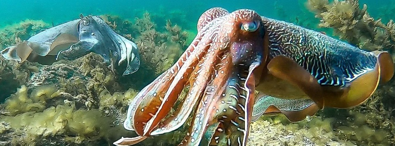 giant cuttlefish swimming at Whyalla