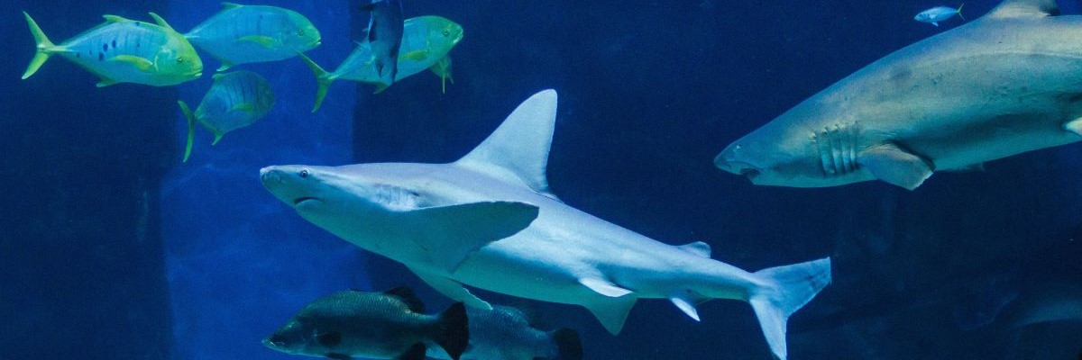 shark swimming in water near reef